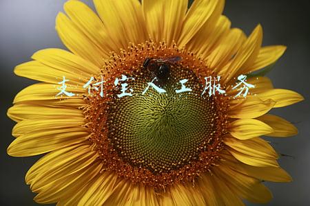 支付宝人工服务在哪里点出来(支付宝扣款怎么办？)