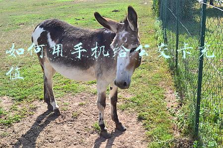 如何用手机给公交卡充值
