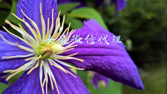 女装微信代理