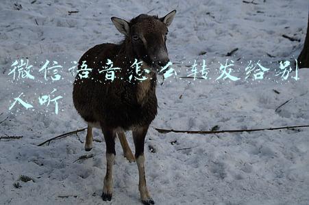 微信语音怎么转发给别人听