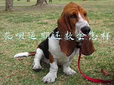 花呗延期还款会怎样