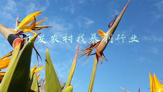 藏在农村的暴利小生意(2022藏在农村的暴利小生意有哪些？)