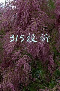 315投诉商家会对商家有什么影响吗(商家要容忍差评，平台要负起责任)