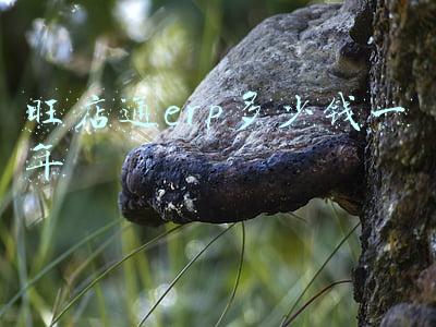 旺店通ERP到底能做什么？_旺店通erp使用教程