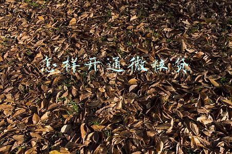 怎样开通微粒贷自动还款(微信薅羊毛)