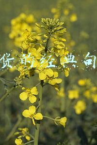 卖货的经典句子