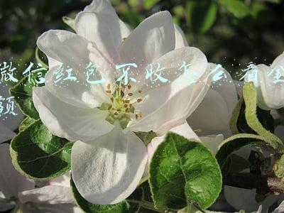 微信红包不收怎么看金额
