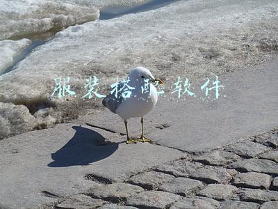 服装搭配软件
