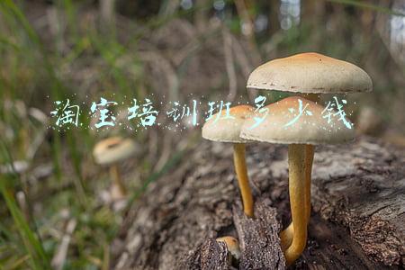 淘宝开网店培训班(海宁电商淘宝培训，淘宝零基础培训班)