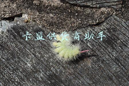 卡盟供货商助手