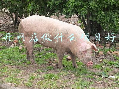 开网店做什么项目好