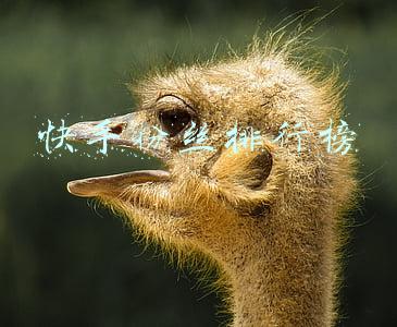 快手粉丝排行榜
