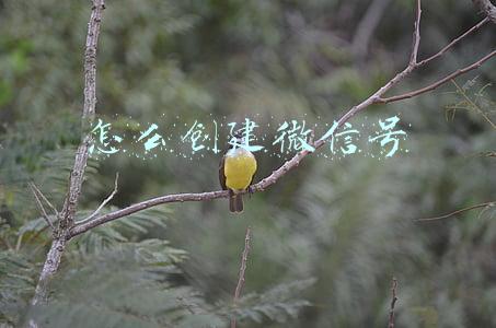 怎么创建微信号
