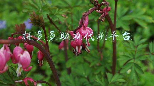 拼多多助力代刷平台