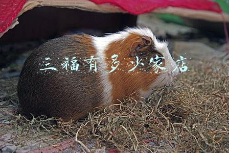 三福是什么店，三福是服装连锁店吗