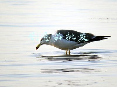 创意品批发