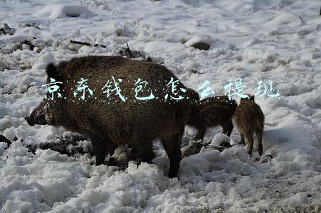 京东钱包怎么提现