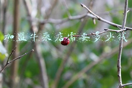 牛杂店加盟大概要投资多少资金（加盟牛杂店大概要多少钱）