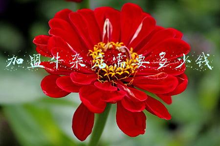 开家牛杂店大概需要多少钱 开牛杂店的利润怎样_开牛杂店要投资多少