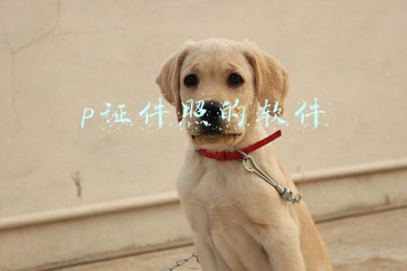 p证件照的软件