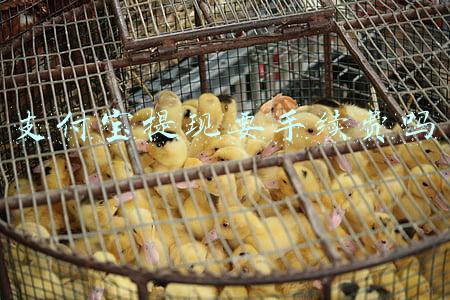 支付宝提现要手续费吗