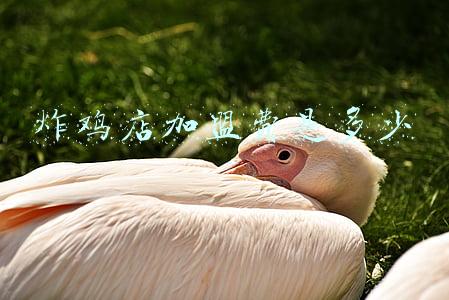 加盟一家炸鸡店要多少钱_炸鸡的加盟店