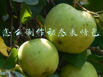 怎么制作动态表情包