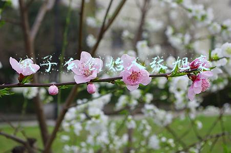 饿了么创始人张旭豪