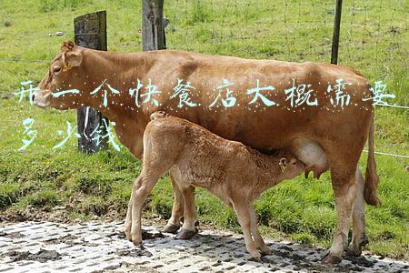 开一家麦当劳汉堡店需要多少钱？-加盟一个快餐要多少钱