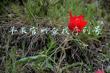 苹果官网查找序列号