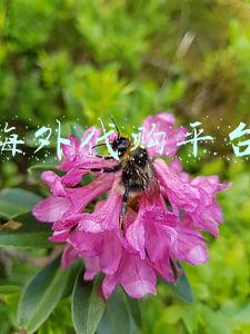 海外代购平台