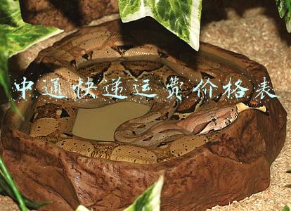 2022年中通快递运费价格表(2022春节快递什么时候停运？哪些快递不停运？中通韵达德邦春节涨价吗？)