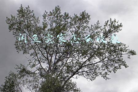 闲鱼卖家怎么收款