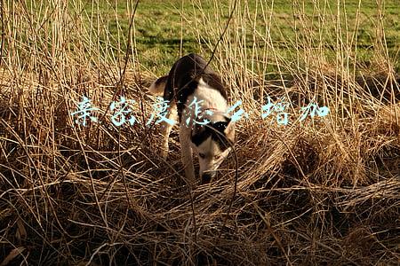 亲密度怎么增加