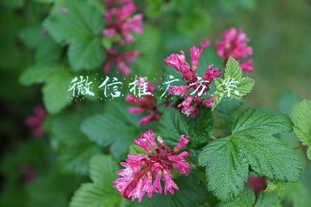 微信推广方案