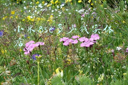 小米8se卖多少钱 小米8se上市日期上市价格