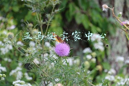 亚马逊卖家中心