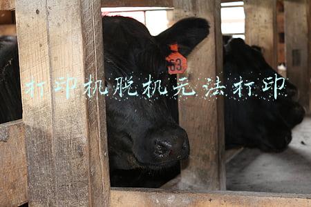 打印机脱机无法打印