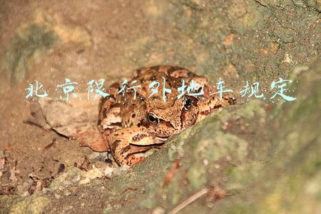 北京限行外地车规定