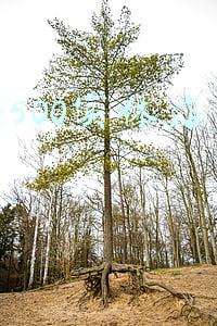 椰子500多少钱一双正品 yeezy500 椰子纯原版本和正品有什么区别