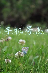 支付宝手机号怎么解绑
