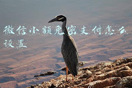 微信小额免密支付怎么设置