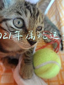 2021年属蛇运势