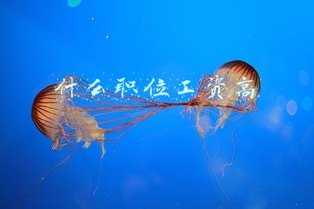什么职位工资高