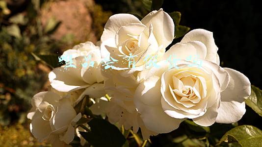 唯品会有假货吗 唯品会有假货吗