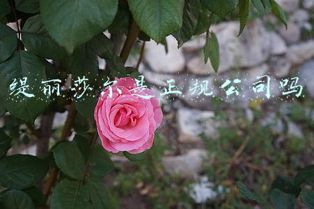 缇丽莎尔是正规公司吗