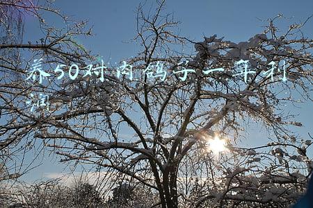 养50对肉鸽子一年利润