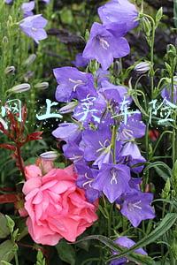 网上买车险 网上买车险