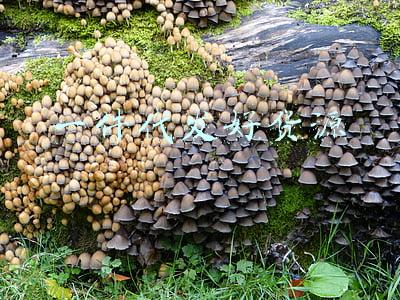 一件代发好货源