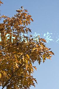 美团外卖商家平台(与收入息息相关，美团外卖广告系统架构解密)